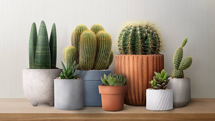 Buy cactus and succulent seeds online.