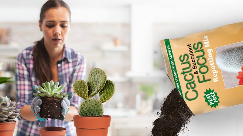 Cactus Soil & Compost