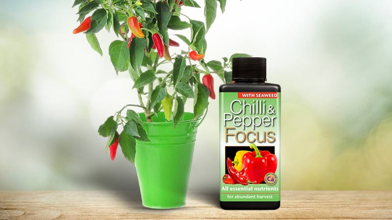 Chilli Plant Food