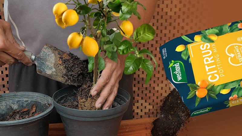 Citrus Planting Soil