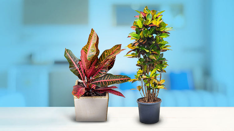 Croton Plants for Sale