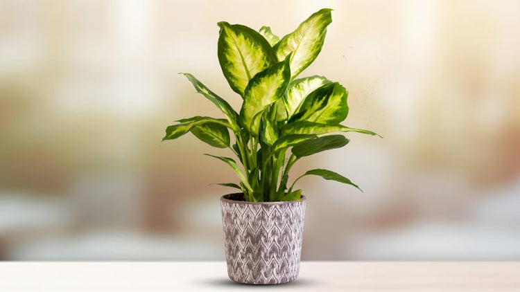 Dieffenbachia Plant for Sale