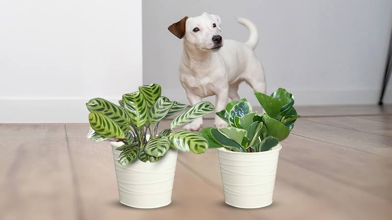 Dog Friendly House Plants