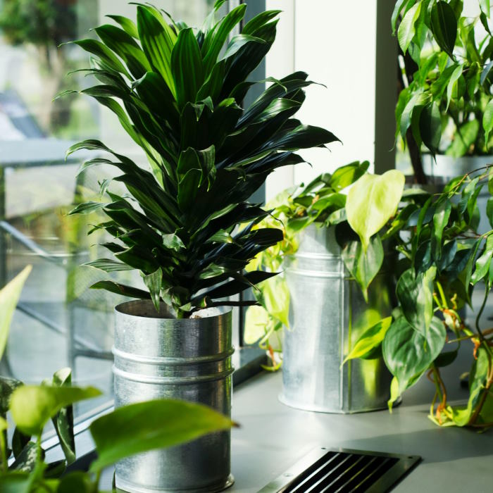 Buy Dracaena Houseplants