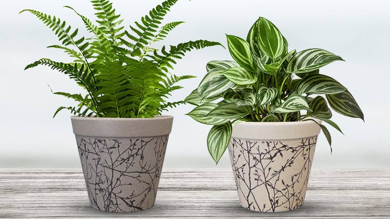 Eco Plant Pots