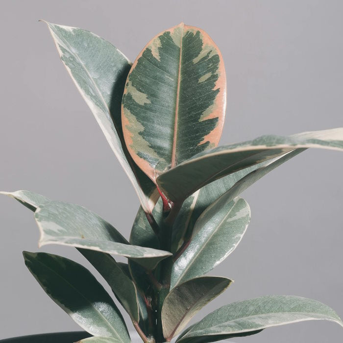 Rubber Plant for Sale