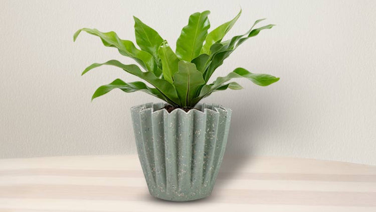 Green plant pots