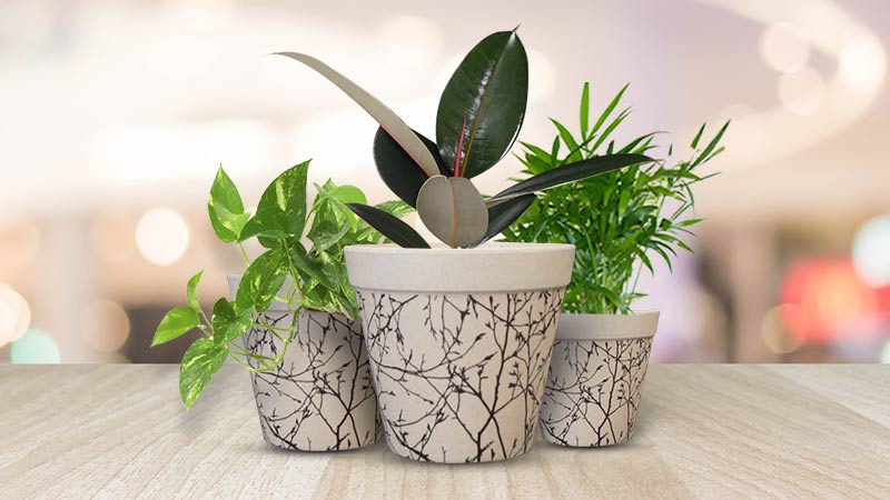 House Plant Bundle