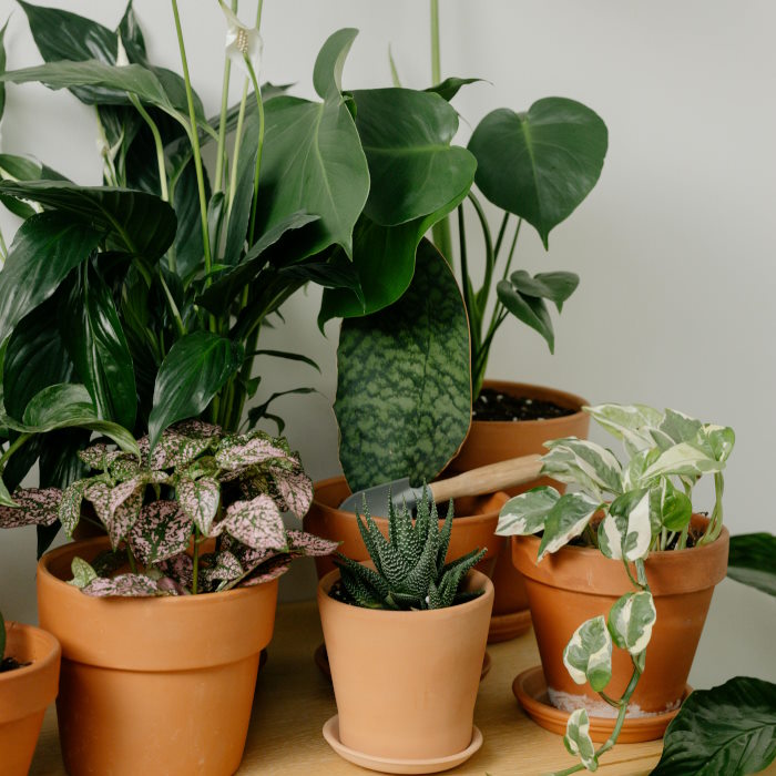 House Plant for Sale Online