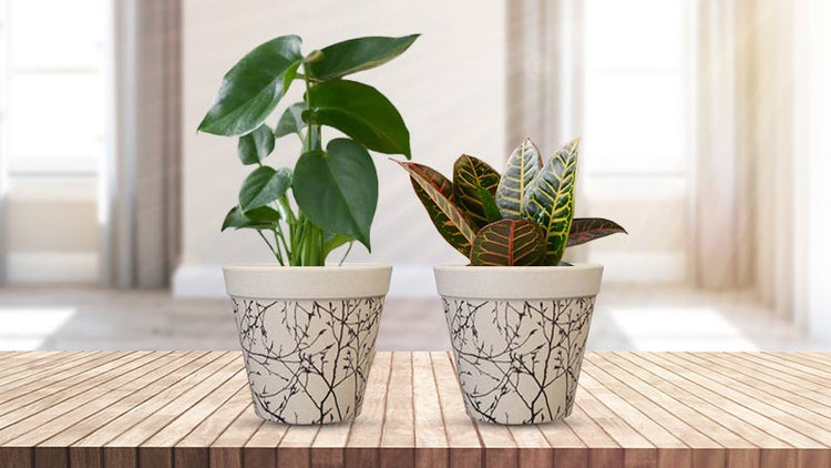 House Plants in Pots