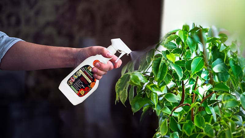 Houseplant Pests Control