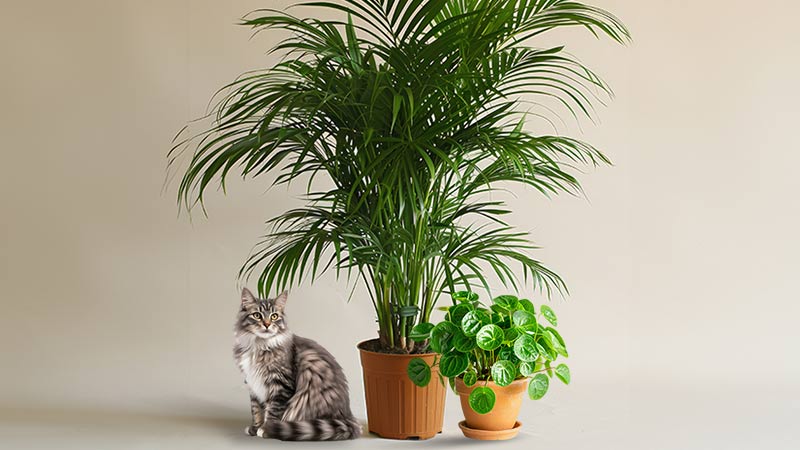 Houseplants Safe For Cats