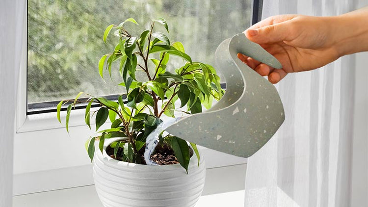 Indoor Plant Watering Jug