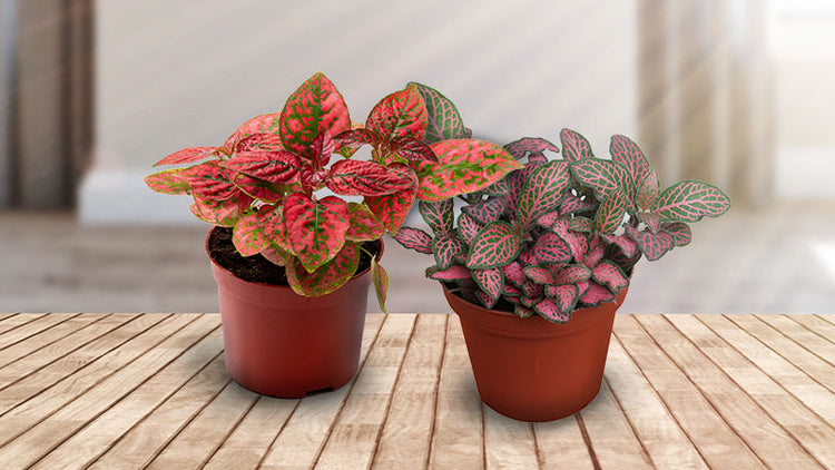 Indoor Spotted Leaf Plant
