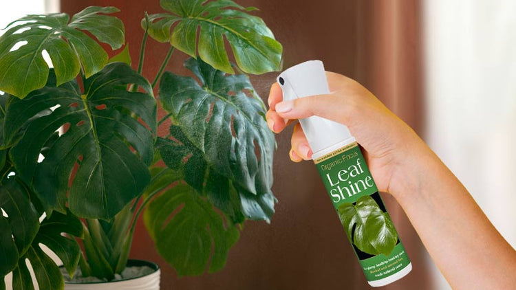 Leaf Shine & Leaf Shine Spray