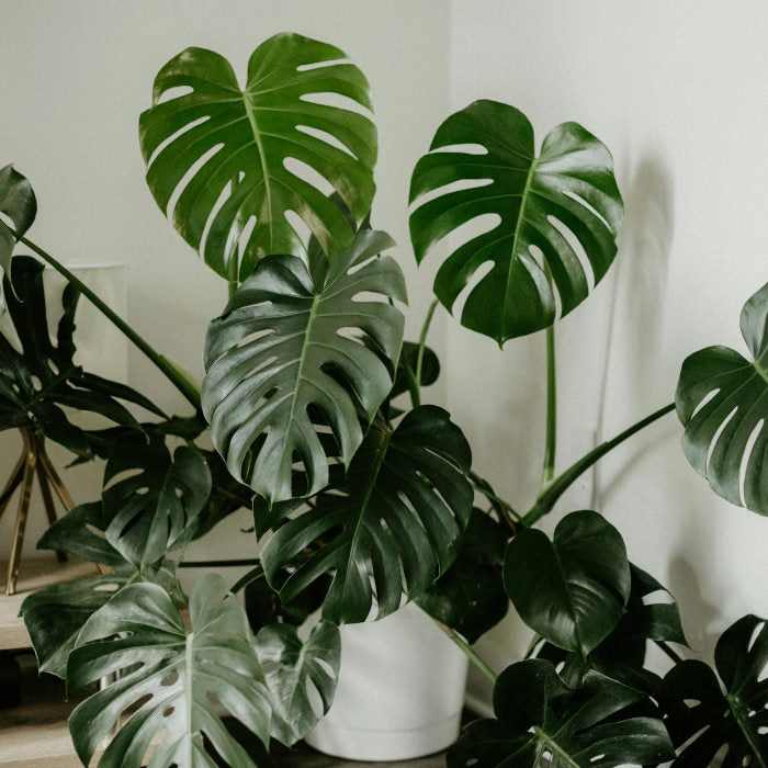 Monstera Plant for Sale