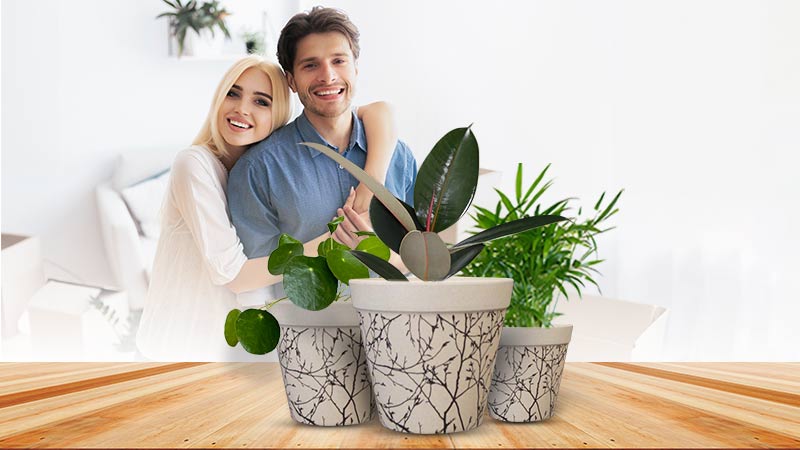New Home Plant