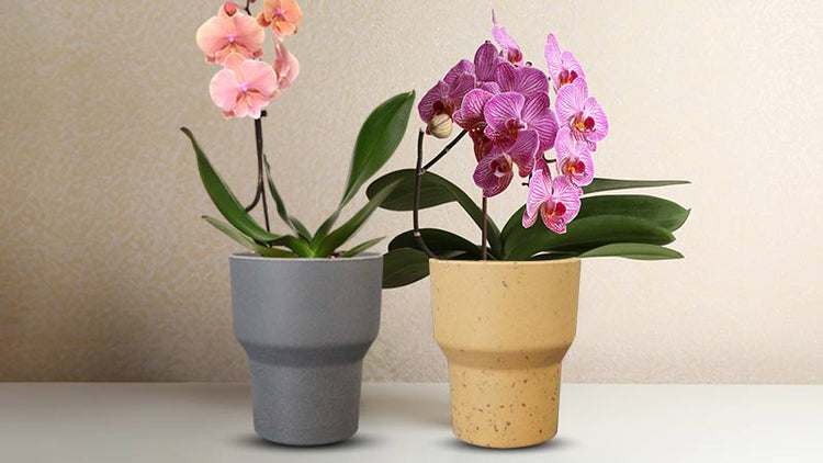 Orchid Pots & Orchid Plant Pots