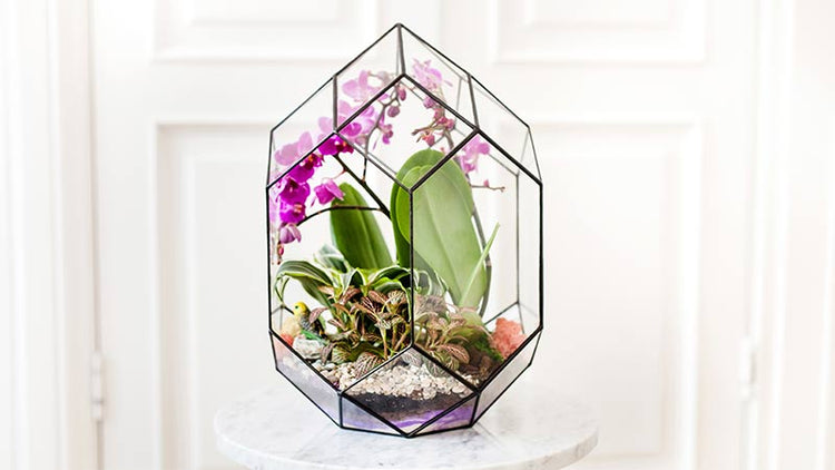 Orchid Terrarium