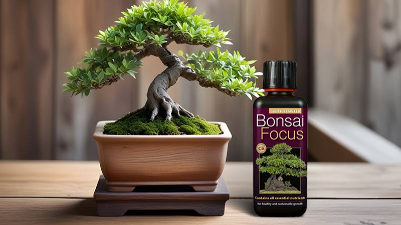 Bonsai Food & Fertilizer