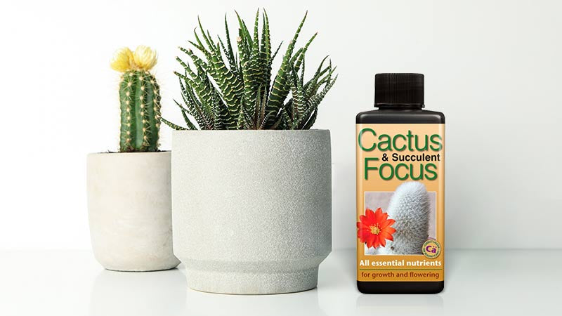 Cactus Food & Succulent Food