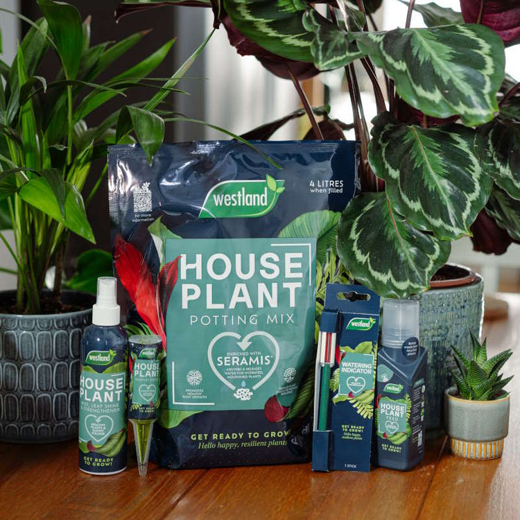 House Plant Food