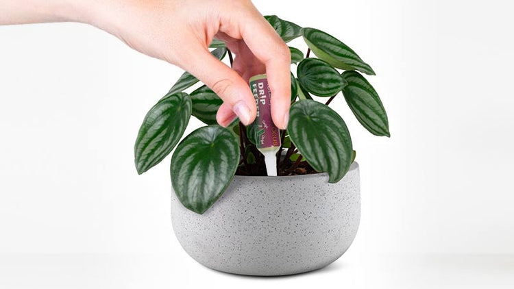 Indoor Plant Drip Feeders