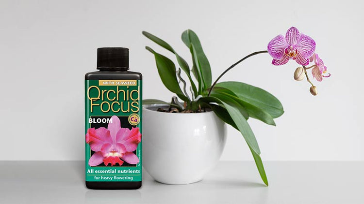 Orchid Food & Fertilizer