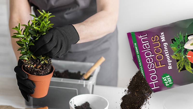 Houseplant Repotting Soil