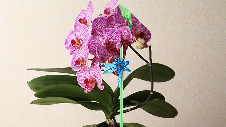 Orchid Support Sticks and Clips