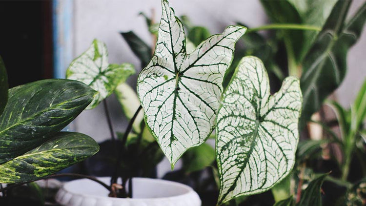 Buy Syngonium Houseplants