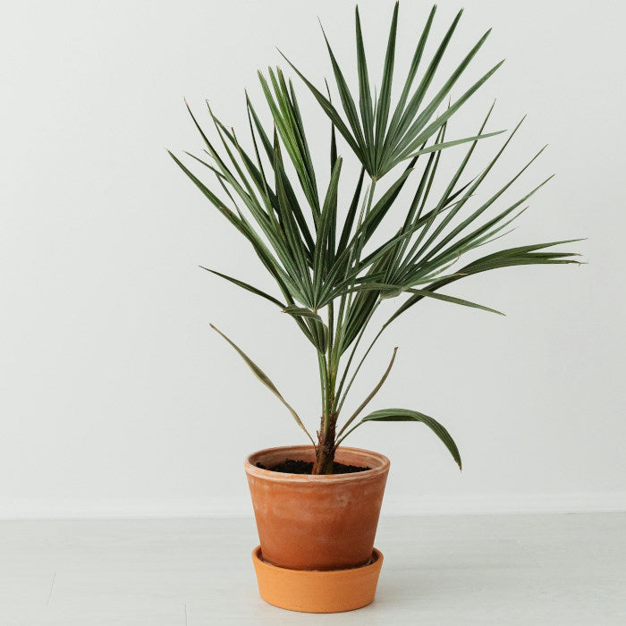 Buy Indoor Palm Plants Online