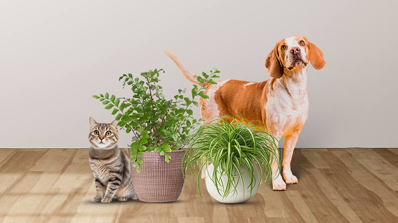 Pet Friendly House Plants