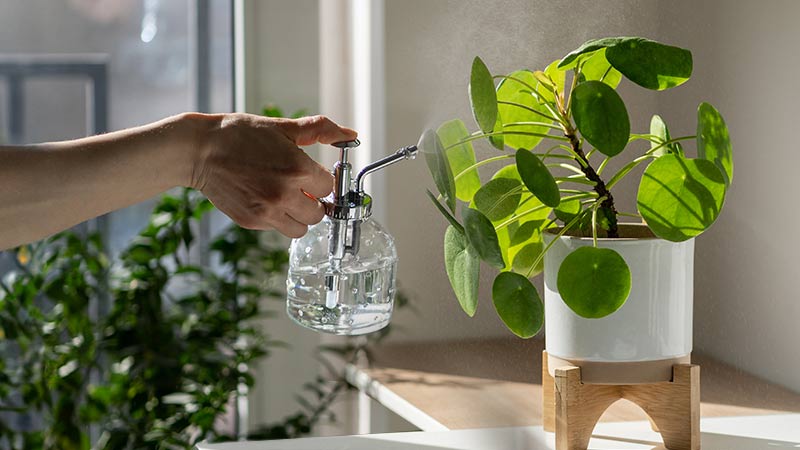 Plant Mister Bottle & Plant Misters