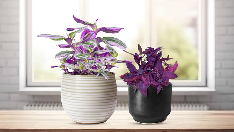 Purple House Plant