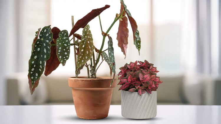 Red Houseplants & Red Leaf Indoor Plant