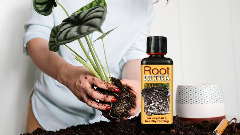 Root Growth Stimulator