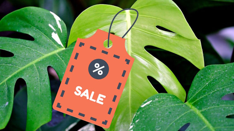 Cheap Indoor House Plants for sale.