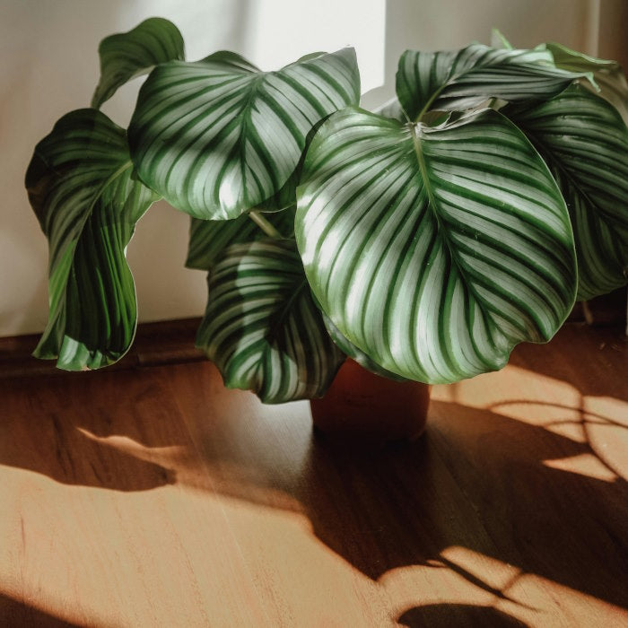 Shade Loving House Plants