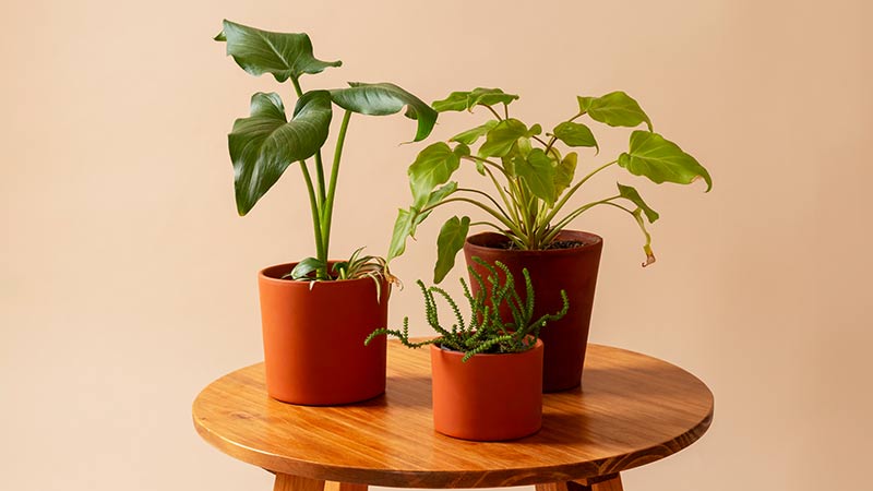 Small House Plants & Small Pot Plants.