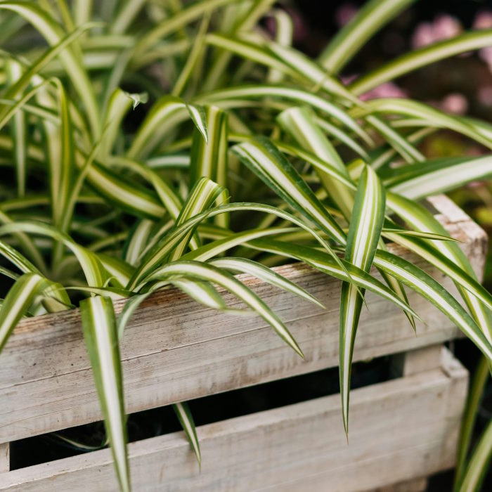 Spider Plants for Sale