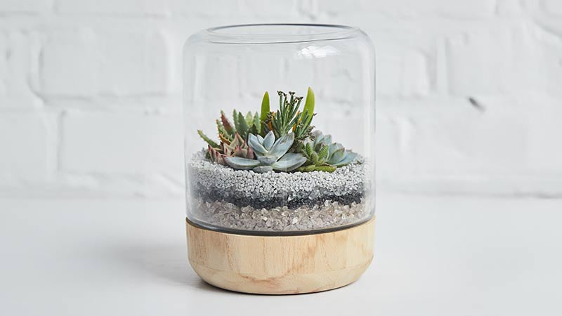 Terrarium Plants for Sale
