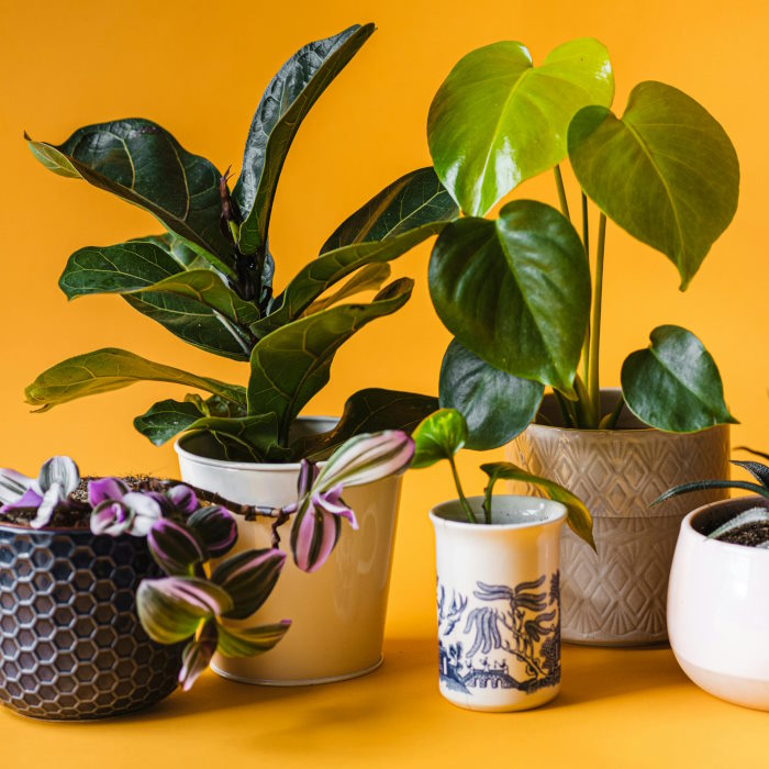 Trending Houseplants