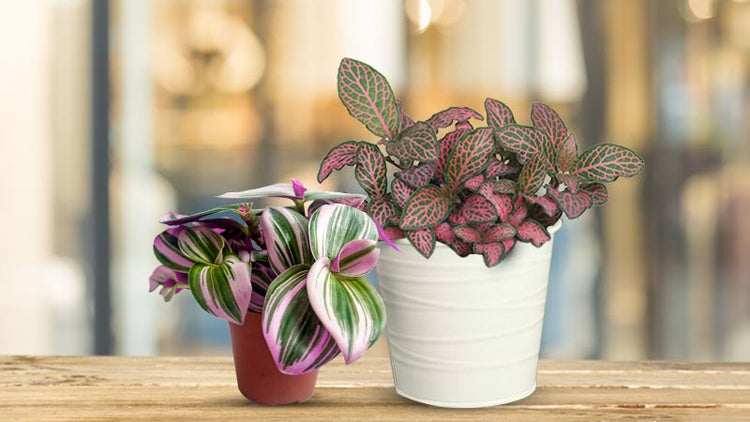 Variegated House Plants