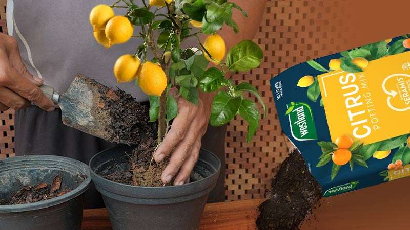 Citrus Planting Soil: Compost for Healthy Citrus Plants