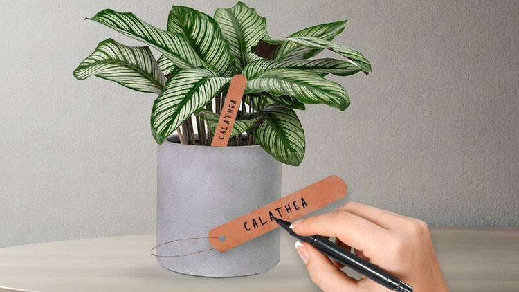 Copper plant labels.