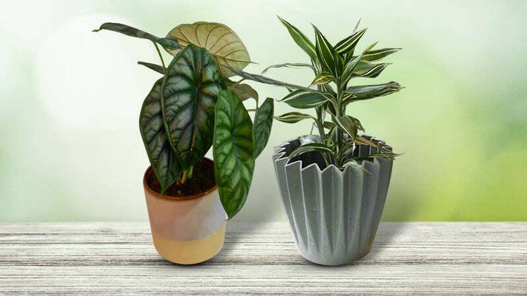 Dragon Plants for Sale