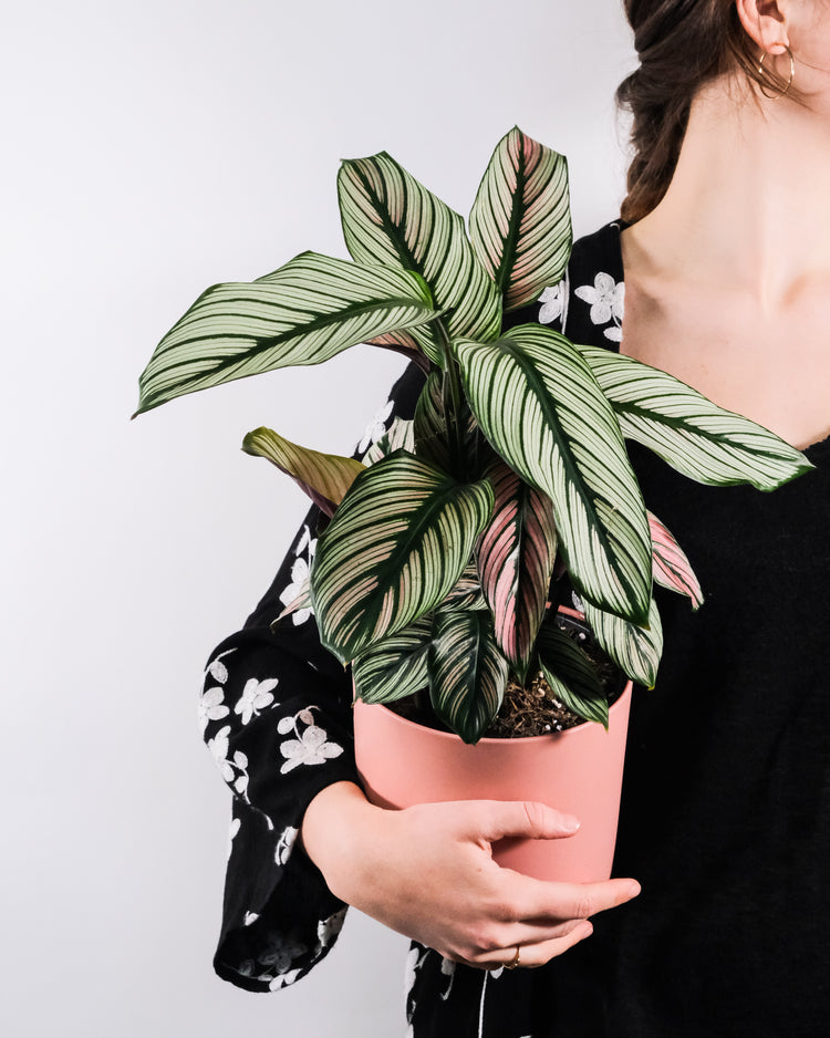 Air Purifying Indoor Plants