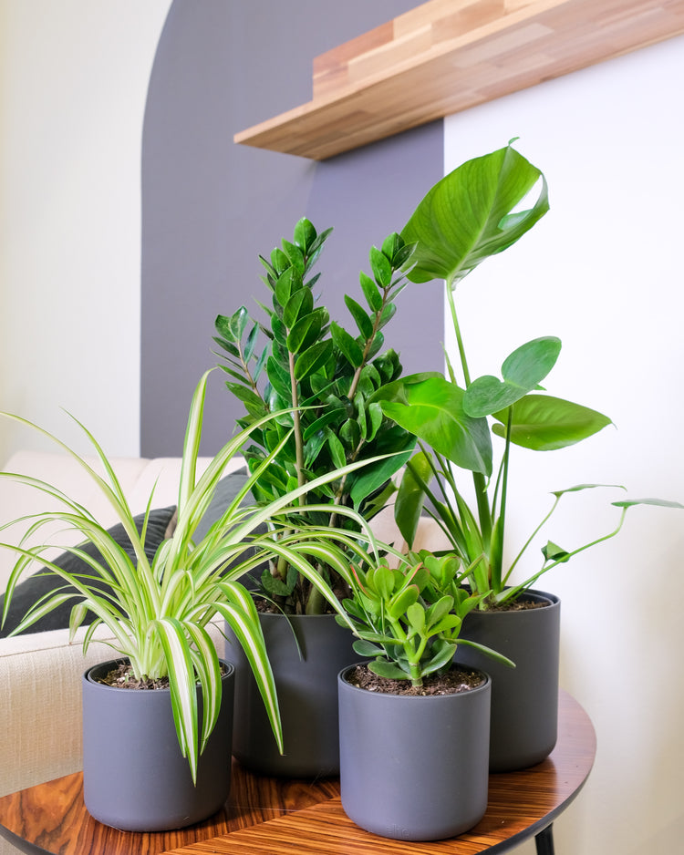 Easy Care Houseplants