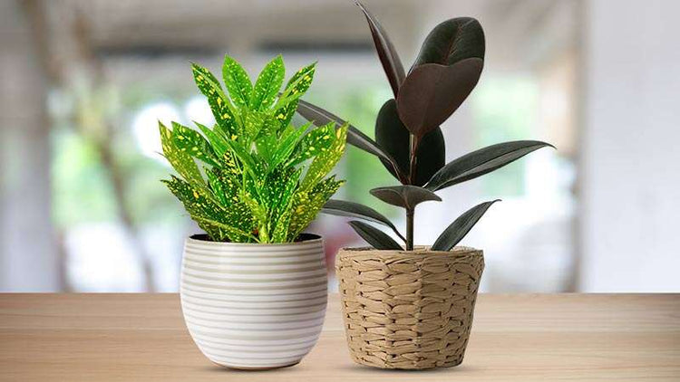 Full Sun Houseplants